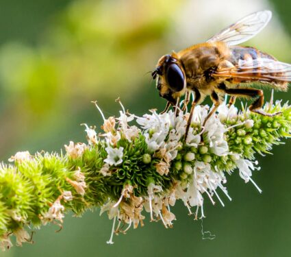 Pollinators.jpg