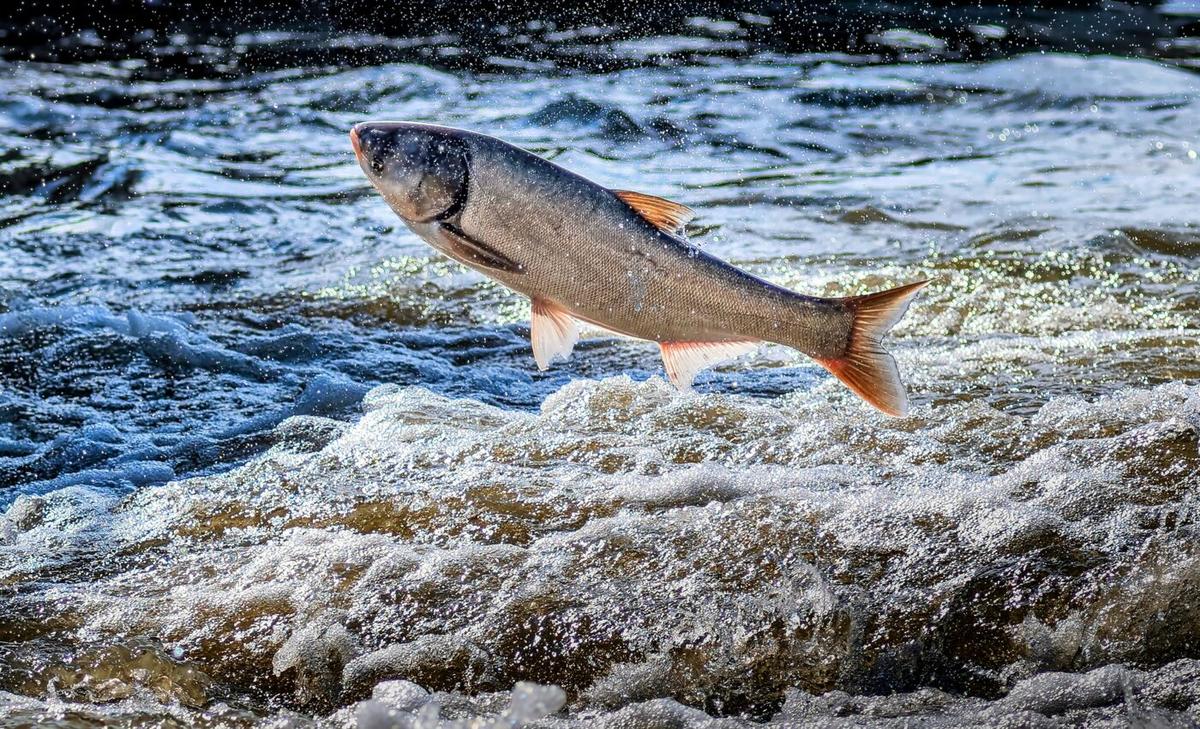 Controlling invasive carp with sound waves