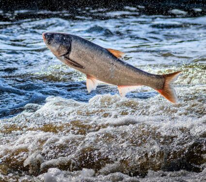Carp.jpg
