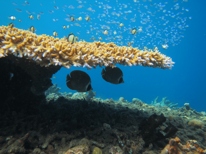 Reef fish struggle to recognize competitors after coral bleaching