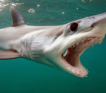 Sharks-2.jpg