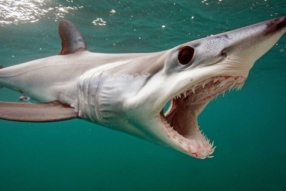 Genetic analyses help shark conservation efforts
