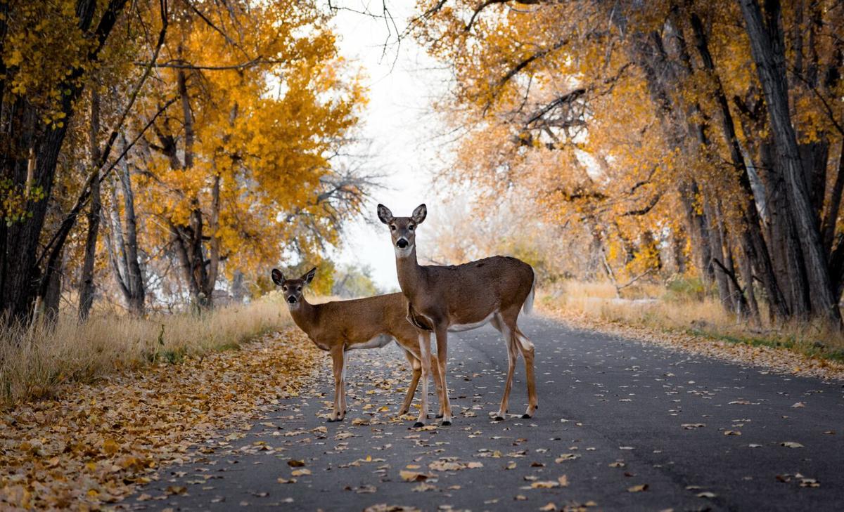 Do animals feel safe using wildlife crossings?