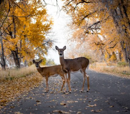 Wildlife-7.jpg