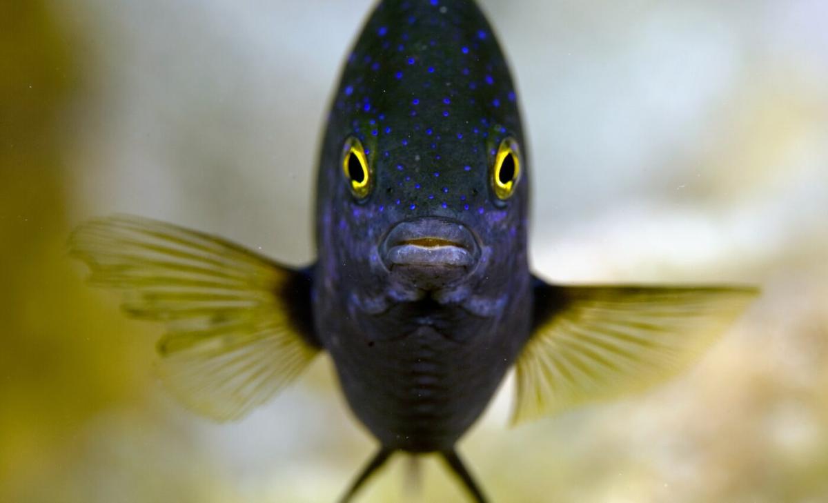 Rats on tropical islands change reef fish behavior