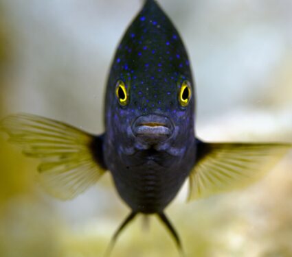 Damselfish.jpg
