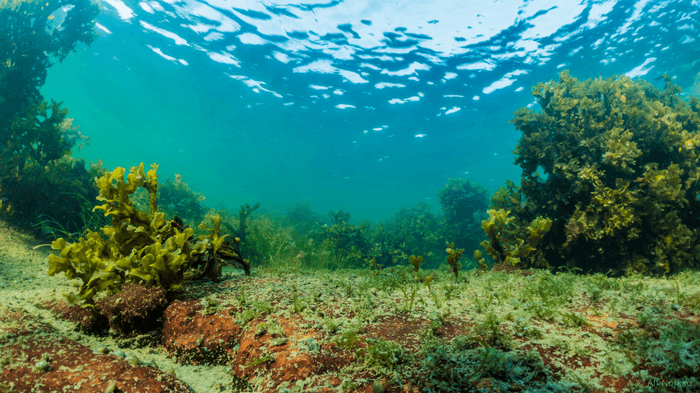 Methane emissions offset carbon uptake by macroalgae