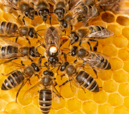The,Queen,(apis,Mellifera),Marked,With,Dot,And,Bee,Workers