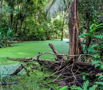 Madidi-National-Park.jpg
