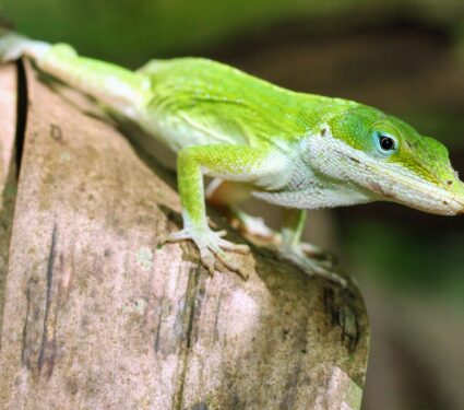 Lizard-4.jpg