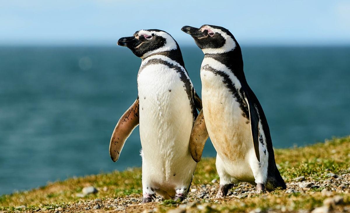 Climate events have taken a toll on Magellanic penguins