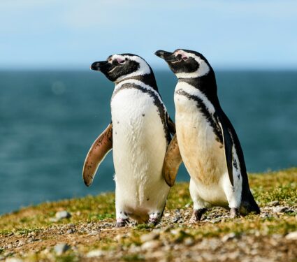 Magellanic-penguins.jpg