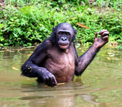 2023/01/Bonobos4.jpg