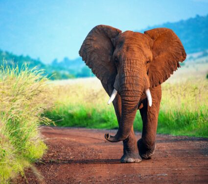 2023/01/Elephant-DNA.jpg