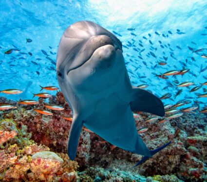 Dolphin-noise.jpg