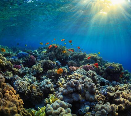 Sunlight-corals.jpg