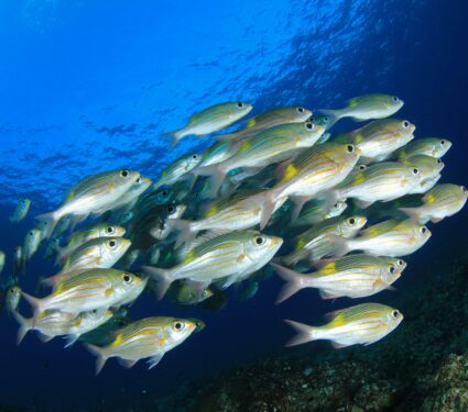 Deep-ocean.jpg
