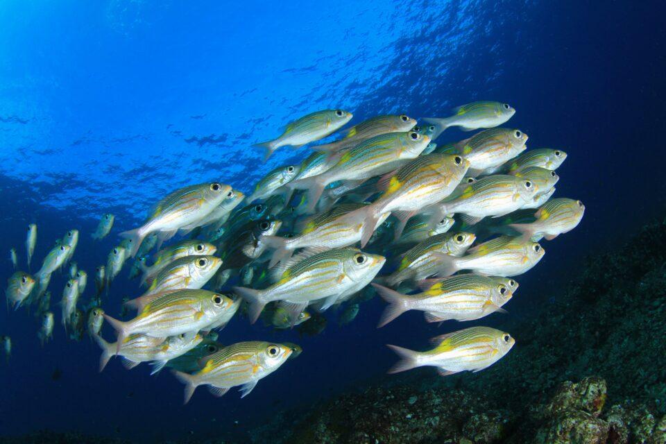 Deep ocean fishes will get smaller as the water warms