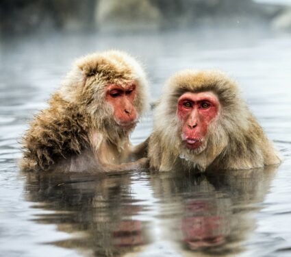 Snow-monkeys.jpg