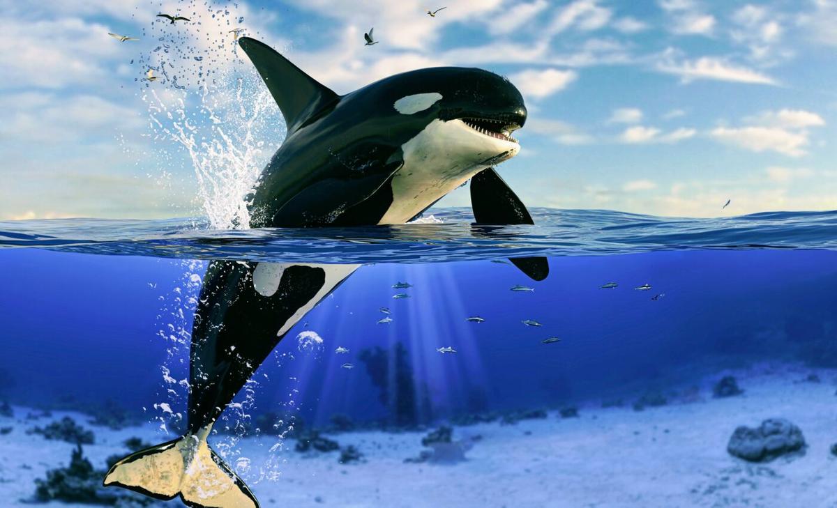 Toxin from toilet paper production found in killer whales