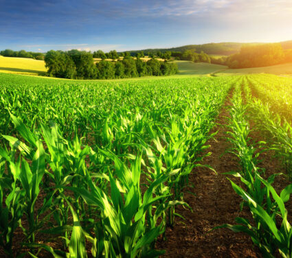 Rows,Of,Young,Corn,Plants,On,A,Fertile,Field,With