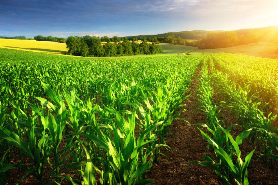 Human waste could be used as sustainable fertilizer