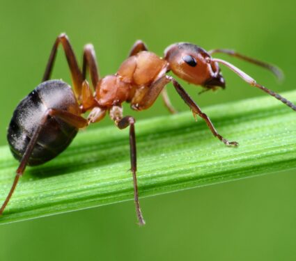 2023/01/Ant2.jpg