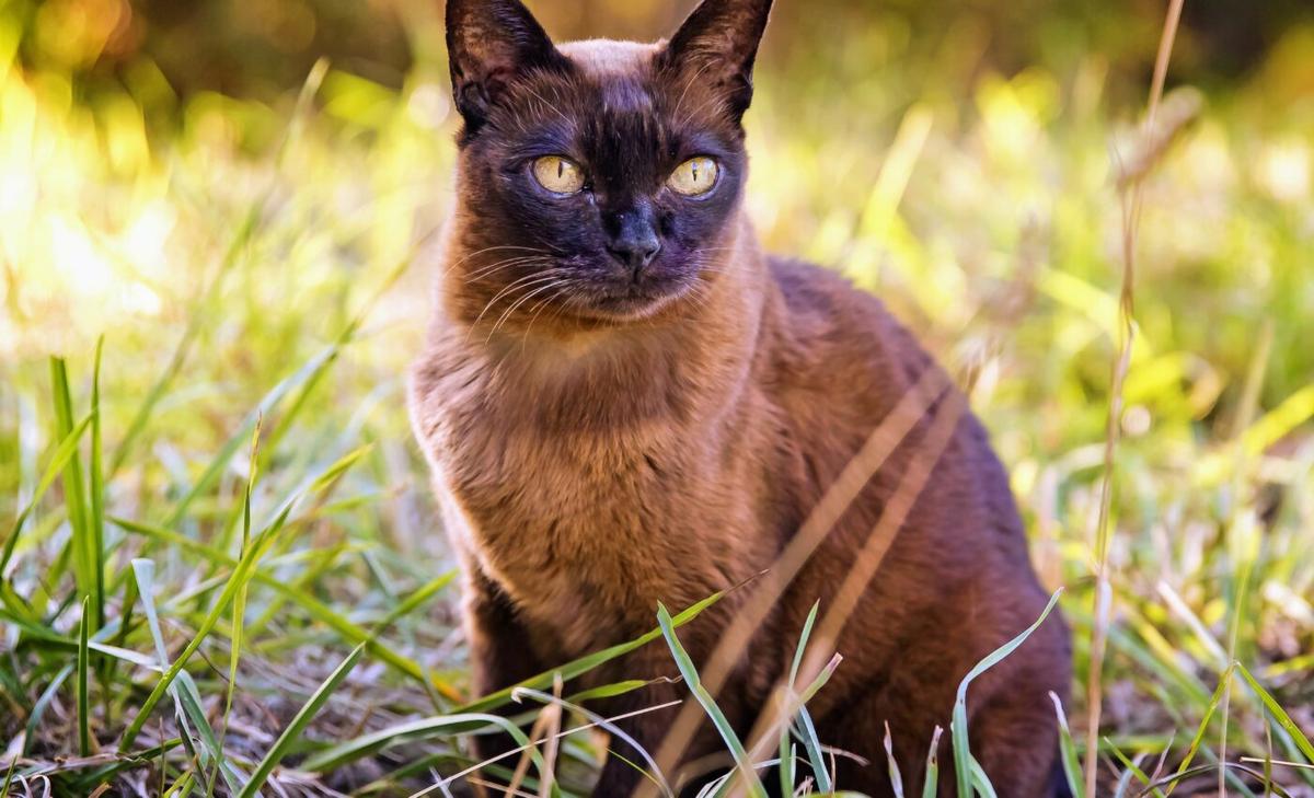 Which are the most intelligent cat breeds?