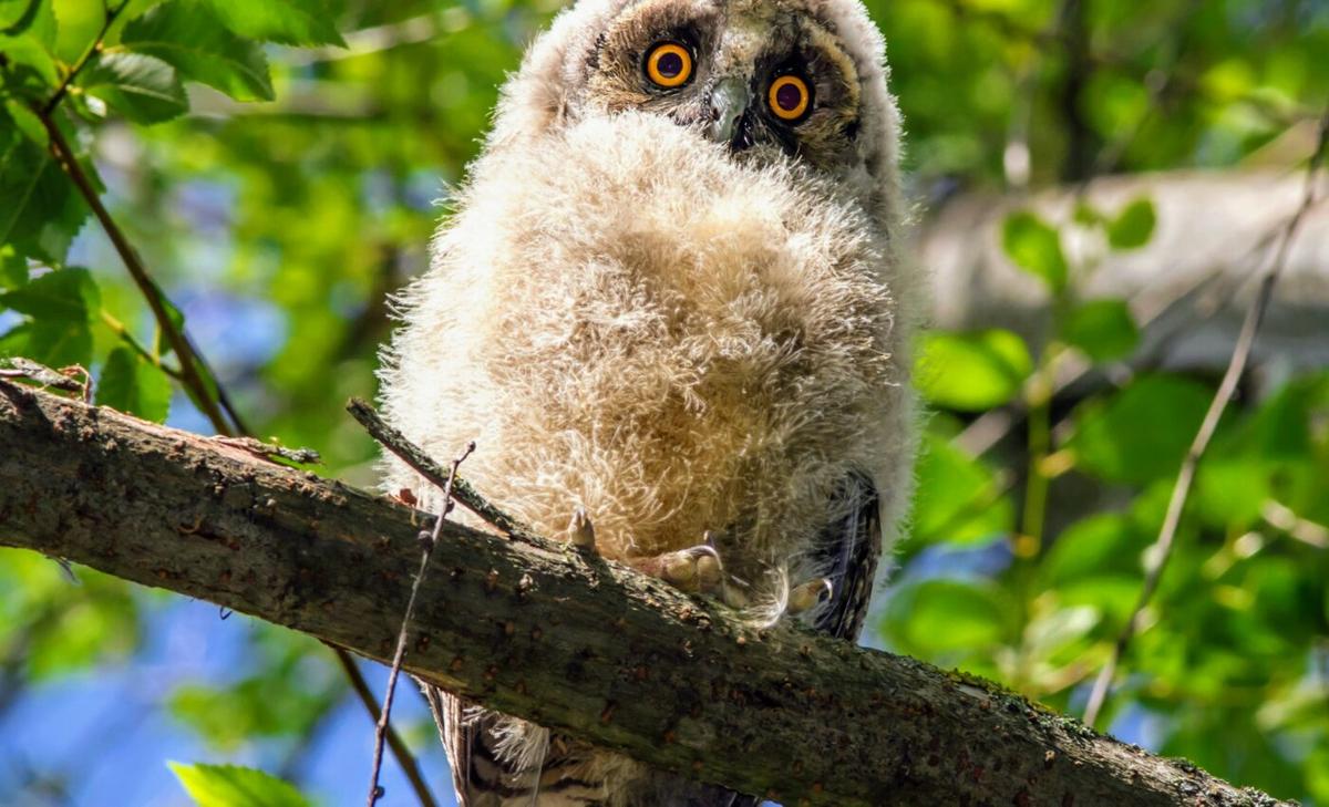 Bigger bird brains grow at the expense of the parents