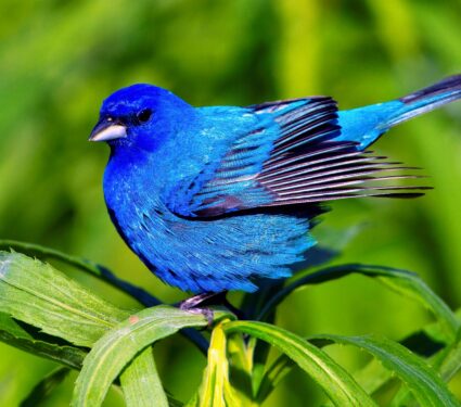 Bidder-biodiversity.jpg