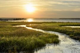 Wetlands are a major source of methane emissions