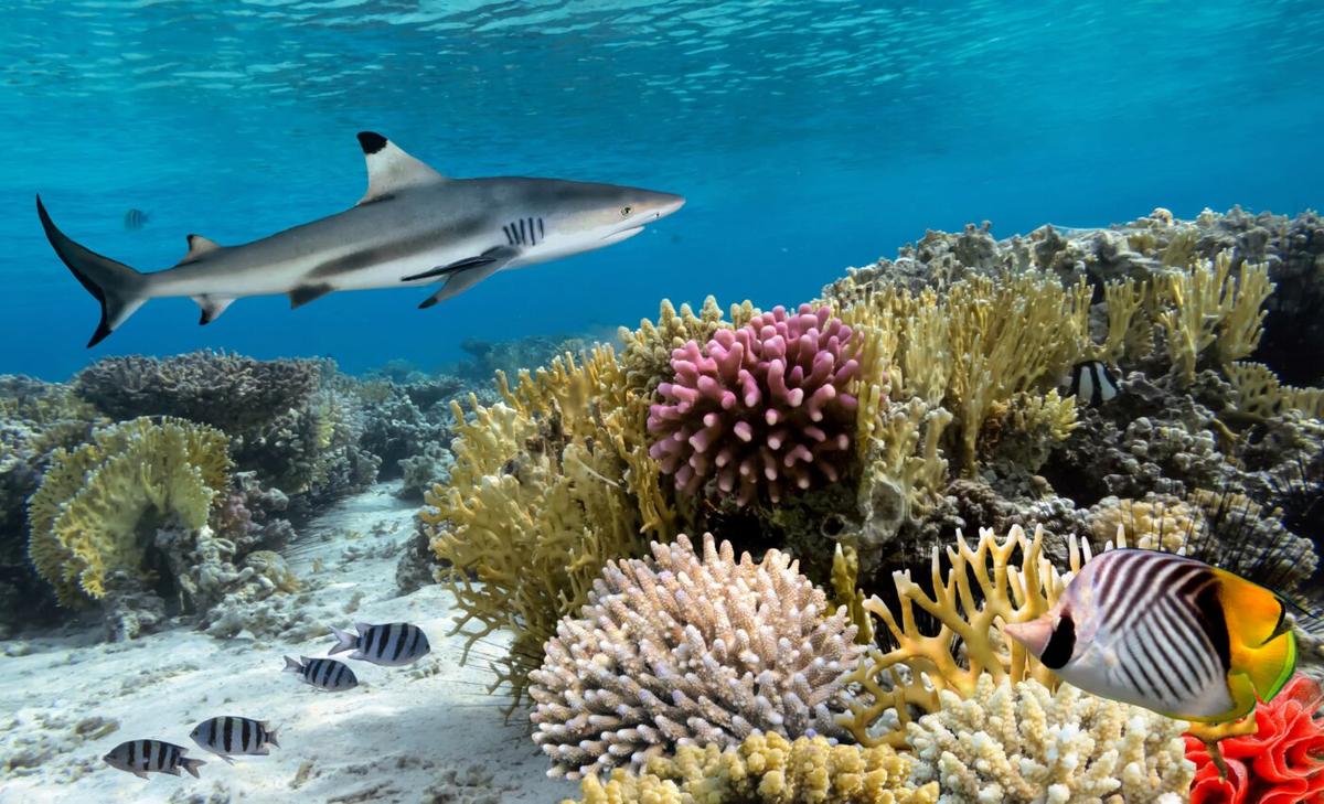 Nearly two-thirds of coral reef sharks and rays face extinction