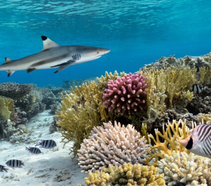 Reef-shark.jpg