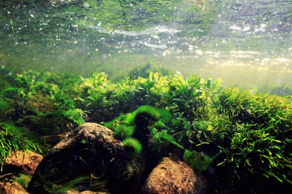 Algae may be the future of sustainable “superfoods”