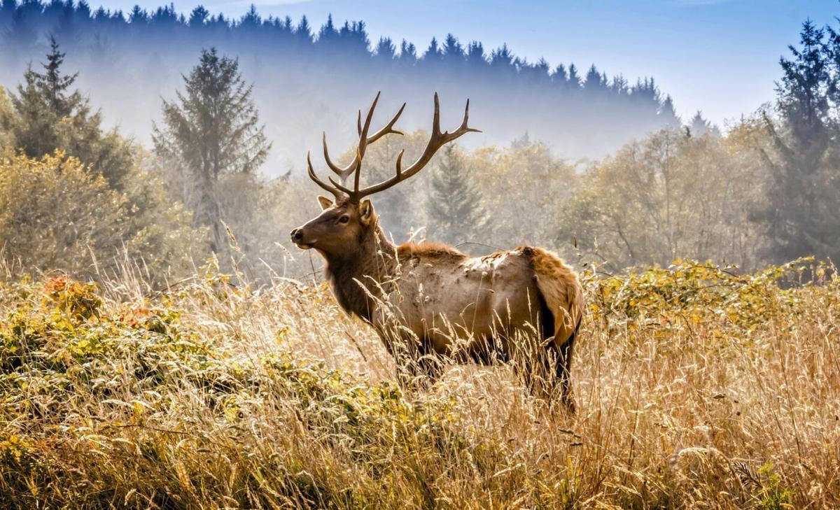 Humans create a "landscape of fear" for wildlife
