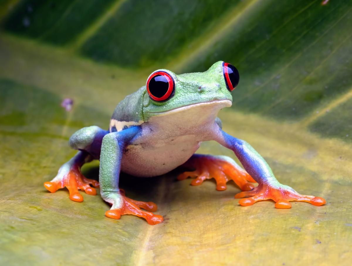 Animals are increasingly threatened by heatwaves worldwide