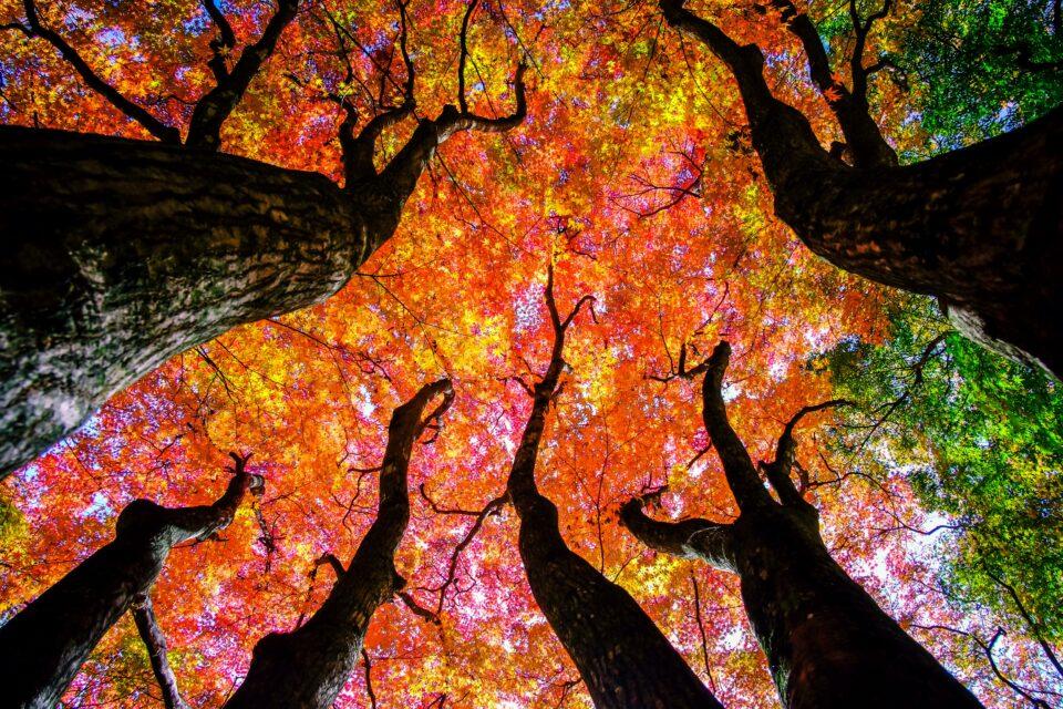 Why do some leaves live longer than others?
