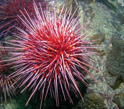 Red-sea-urchin.jpg