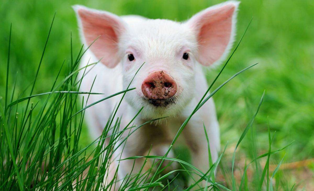 Pigs lack the skills for referential communication