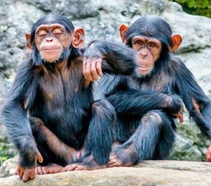 Young-chimps.jpg