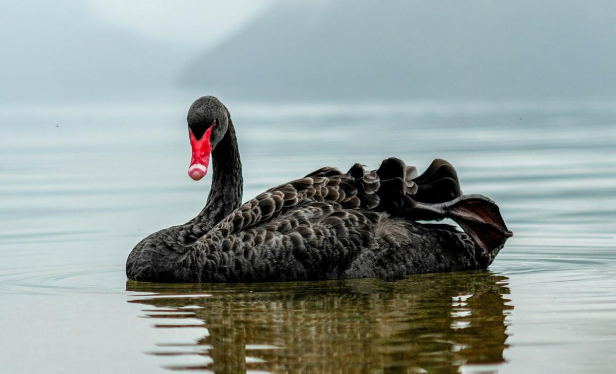 Black swans do not have the genes to survive bird flu