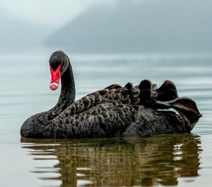 Black-swans.jpg