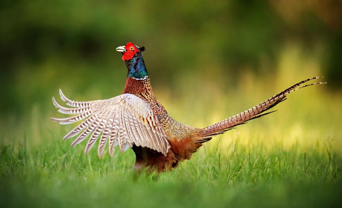Pheasants are most vulnerable in unfamiliar territory