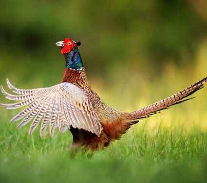 Pheasants.jpg