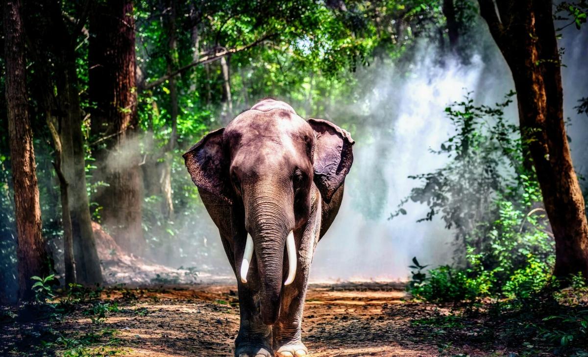 Elephants are forest gardeners that help reduce global warming