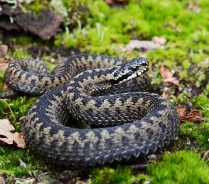 Common,European,Adder,(vipera,Berus)