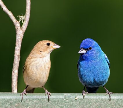 Polygamous-birds.jpg
