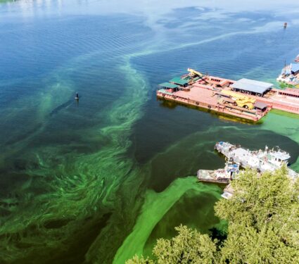 Blue-green-algae.jpg