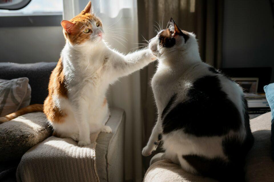 Can you tell if your cat is playing or fighting?