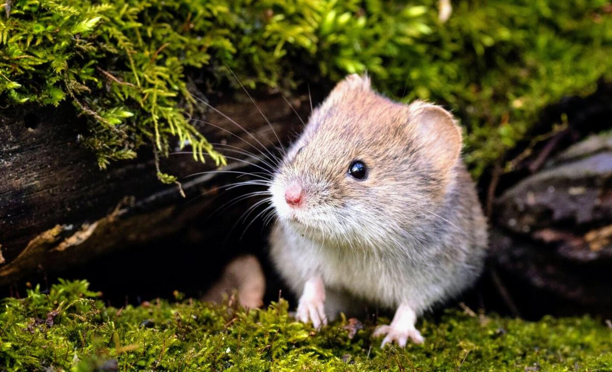 Prairie voles can form close bonds without oxytocin